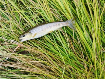 High angle view of fish in grass