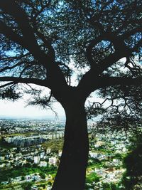 Silhouette tree in forest against sky