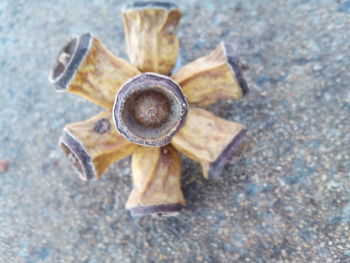 High angle view of tea cup on rock