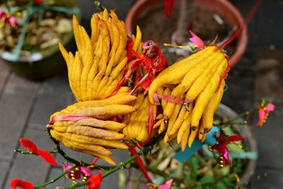 High angle view of yellow flower growing on potted plant