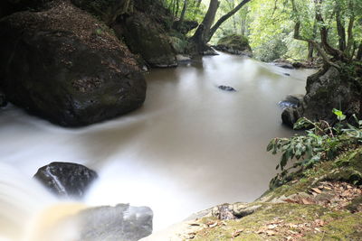 Stream flowing through forest