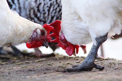 Close-up of chickens