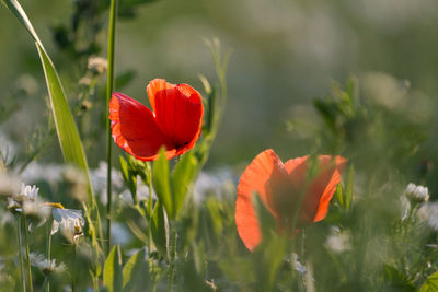 Close-up of red poppy flowers on field