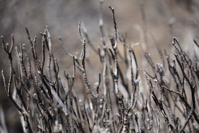 Close-up of stalks in field