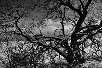 Low angle view of bare tree against sky