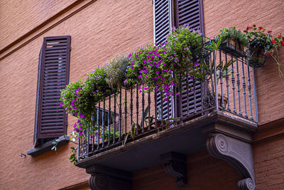 Potted plants on balcony of building