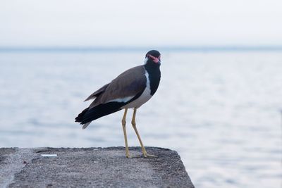 Bird perching on rock against sea