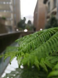 Close-up of fresh green plant