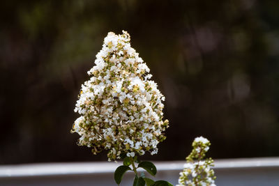 Close-up of white flowers