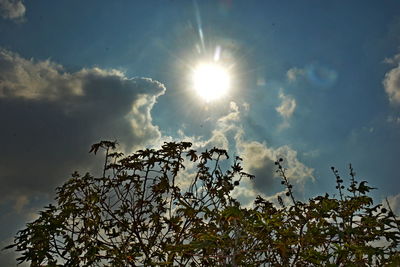 Low angle view of tree against sky on sunny day