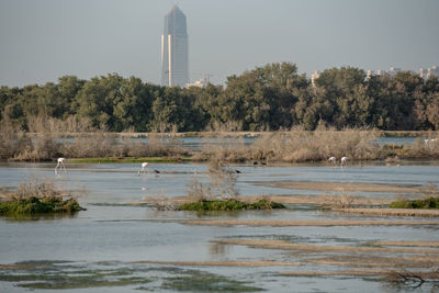 Flamingoes in ras al khor wildlife sanctuary, ramsar site, flamingo hide2, dubai, uae