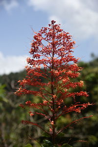 Close-up of tree against sky