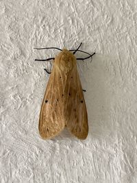 High angle view of butterfly on white wall