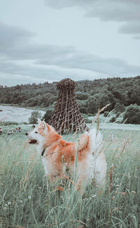 View of dog on field against sky