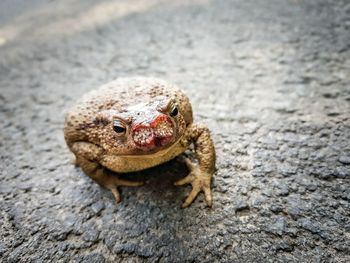 Close-up of toad