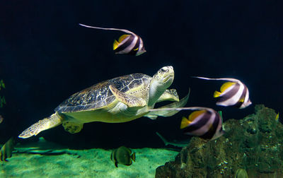 View of a loggerhead sea turtle, commonly called caretta caretta.