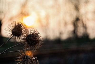 Close-up of dandelion against blurred background