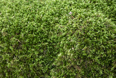 Full frame shot of plants growing on field