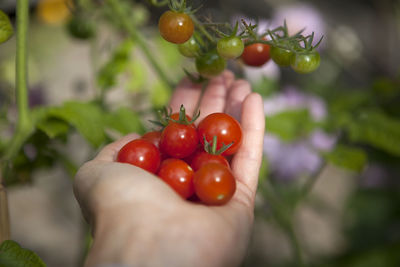 Close-up of hand holding strawberry