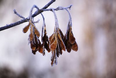 Close-up of frozen plant