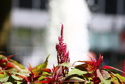 Close-up of red flowering plant during autumn