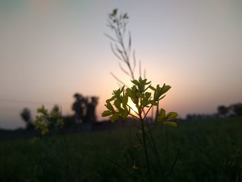 Close-up of plant growing on field against sky