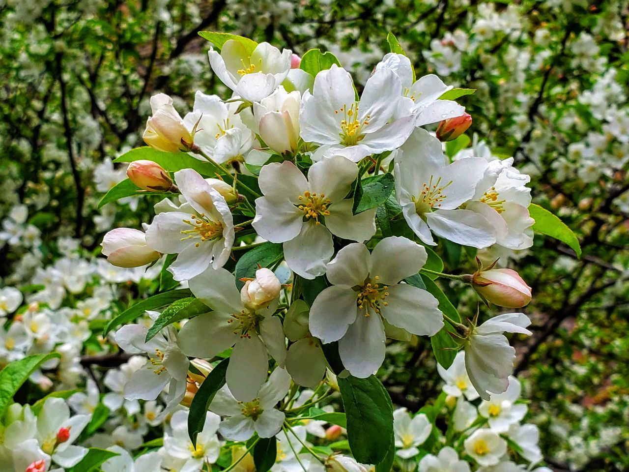 CLOSE-UP OF WHITE FLOWERS