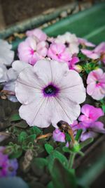 Close-up of pink cosmos blooming outdoors