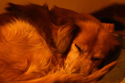 Close-up of dog sleeping