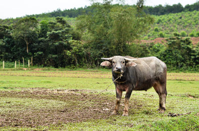 Horse standing in a field