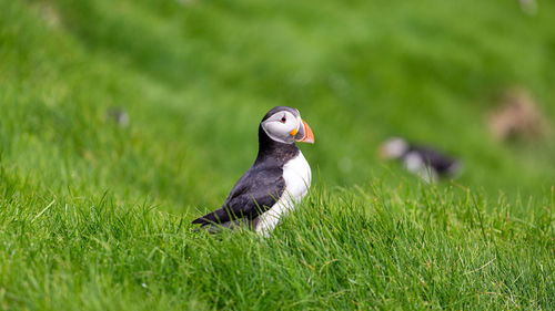 Close-up of a bird on grass