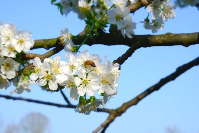 Low angle view of cherry blossoms against sky