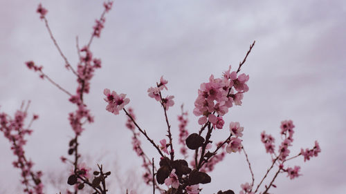 Low angle view of cherry blossoms against sky