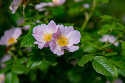 Close-up of pink flowering plant leaves