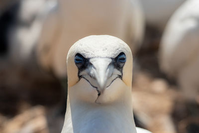 Close-up portrait of a bird