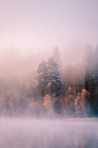 Trees in forest against sky during winter