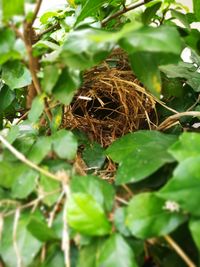 Close-up of bird in nest