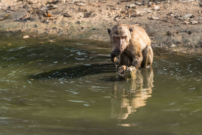 Monkey in lake