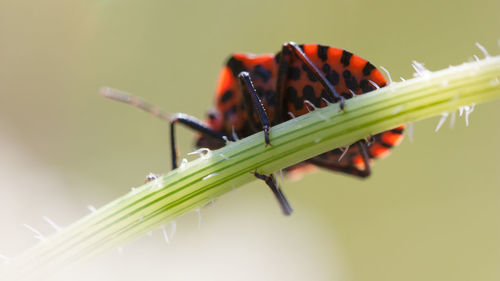 Close-up of damselfly on plant