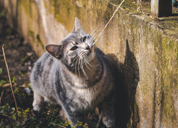 Tabby cat playing in the garden, pulling a rope