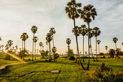 Beautiful wooden bamboo bridge among the tropical palm trees at sunset