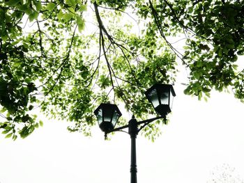 Low angle view of tree against sky