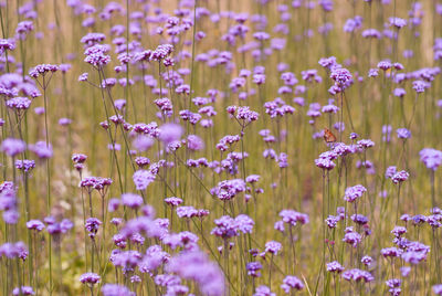 Close-up of pink flowers