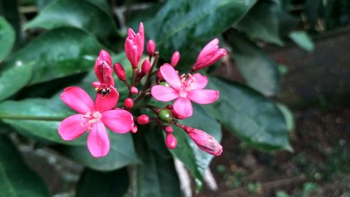 Close-up of pink flowers blooming outdoors