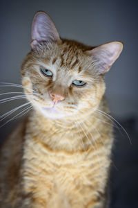 Close-up of a cat looking away