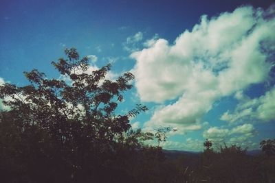 Low angle view of tree against sky