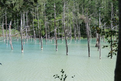 Scenic view of lake in forest