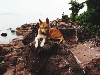 Portrait of dog standing on rock against trees