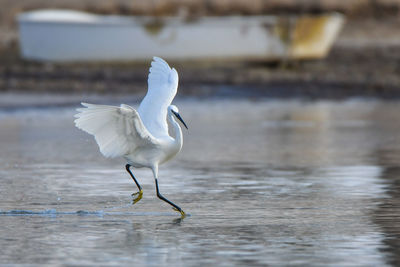 White bird flying over lake