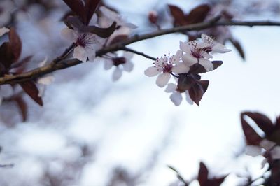 Close-up of cherry blossom tree